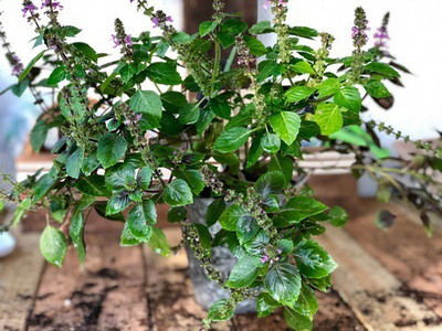 VibeX XLR-23 - Basil - African Blue - (4500 Seeds) Seed(4500 per packet)
