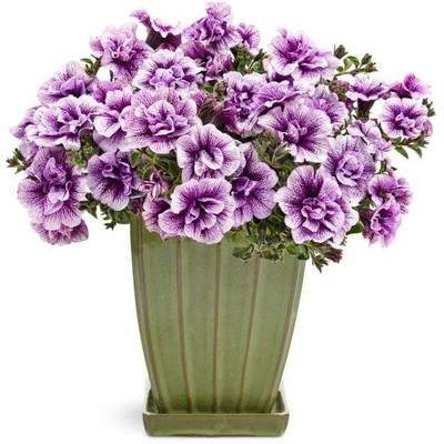Lorvox Plumb Pudding Easy Wave Petunia Flower Seed(75 per packet)