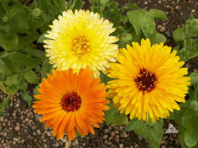 plantogallery Premium Flower Calendula Mixed Seeds Seed(1 per packet)