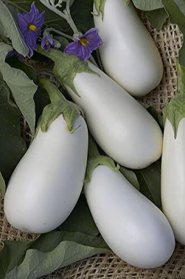 Biosnyg (BIO) Heritage White Bianca Brinjal Eggplant (400 Seeds) Seed(400 per packet)