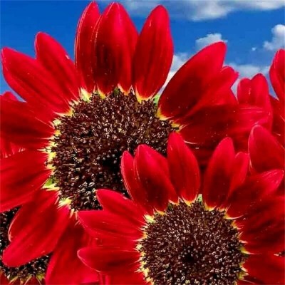 CYBEXIS NBIR-93 - Red Sun Rare Sunflower - (150 Seeds) Seed(150 per packet)