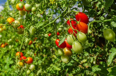 VINSIN tomato Seed(55 per packet)