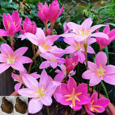 CYBEXIS TLX-58 - Zephyranthes 'Pink Lady' - (60 Seeds) Seed(60 per packet)