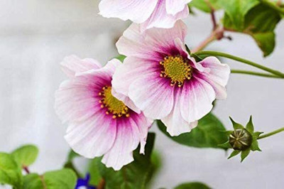 CYBEXIS VXI-36 - Daydream Cosmos Flower - (90 Seeds) Seed(90 per packet)