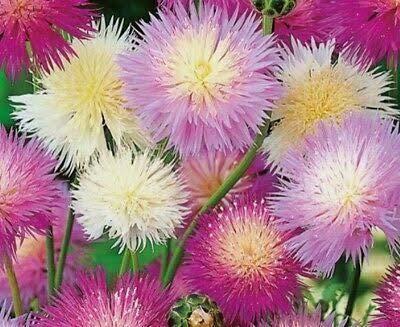 TRICONE Sweet Sultan Flower Seeds Mix Colour Hybrid for Home Garden 10 Seeds SS12 Seed(10 per packet)