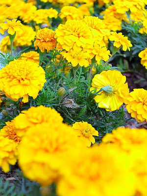 Gitanjali marigold,gende ka phool seeds Seed(20 per packet)