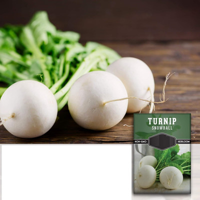 Quentova Snowball Turnip 5g-UK-6Z Seed(1000 per packet)