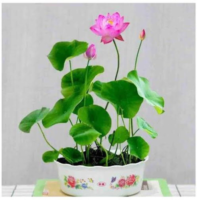 JVK VNR lotus original hybrid F1 seed Seed(100 per packet)