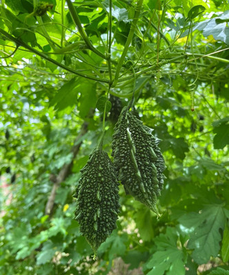 jkfarm Hybrid Bitter Gourd, Karela Seed(29 per packet)