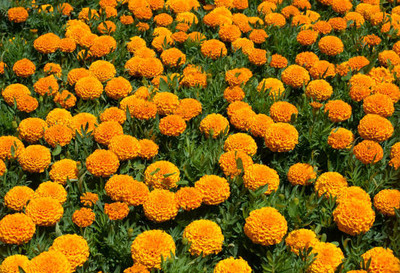 Saisha International marigold/gende ka phool flower seeds Seed(50 per packet)