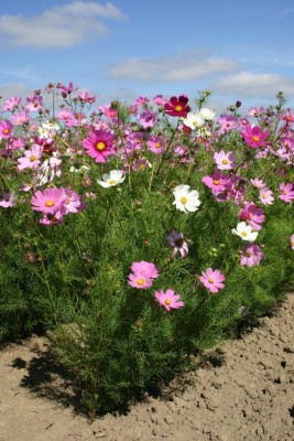 Quentova Cosmos – Bipinnatus Sensation Mix-9K-NTL Seed(75 per packet)