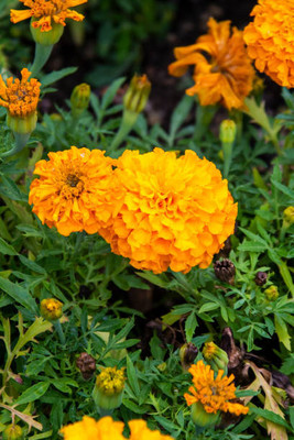 eShoptail marigold/gende ka phool flower seeds Seed(50 per packet)