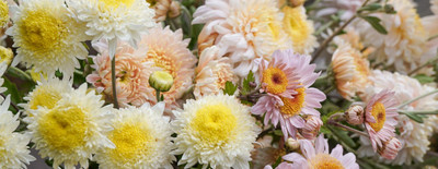 Quentova CHRYSANTHEMUM ADORE FLOWER-6C-VXI Seed(50 per packet)