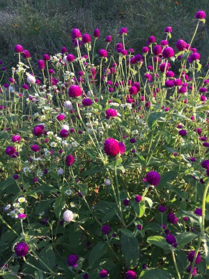 BSARKAR Hybrid Gomphrena globosa/botam flowers seed Seed(39 per packet)