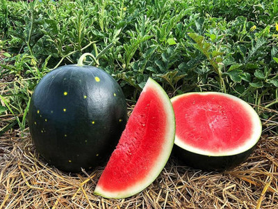 BJUBAS watermelon seeds white colour pack of 60 Seed(60 per packet)