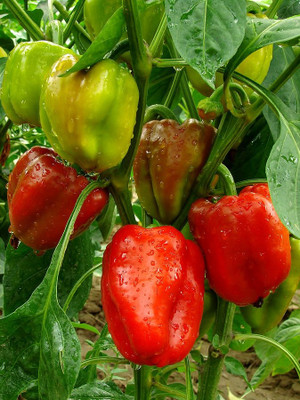 BSARKAR Capsicum seed, Chilli seed Seed(20 per packet)