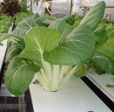 ENINE Hybrid Vegetable Seeds for Home Gardening Pak choi 50 Seeds FF12 Seed(50 per packet)