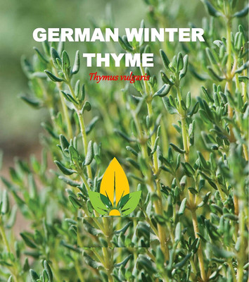 Qualtivate HYB-3A Common Thyme Seed Seed(50 per packet)