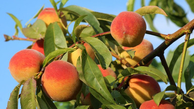 Aywal Peach Fruit Seeds For Home Gardening Seed(6 per packet)