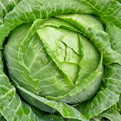 WILLVINE ROX -VIII Cabbage Seeds - Danish Ball Head [25g] Seed(7500 per packet)