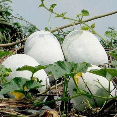 Lorvox Ash Gourd Seeds for Home and Kitchen and Vegetable Gardening Seed(24 per packet)