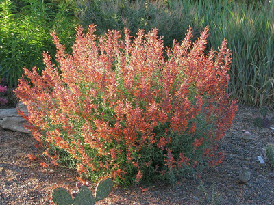 CYBEXIS GBPUT-44 - Tango Hummingbird Mint - (450 Seeds) Seed(450 per packet)
