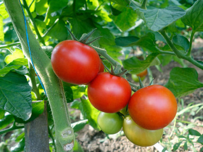 syngenta tomato Seed(65 per packet)