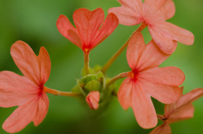 Marwal Creation kanakambaram-firecracker-crossandra Seed(41 per packet)
