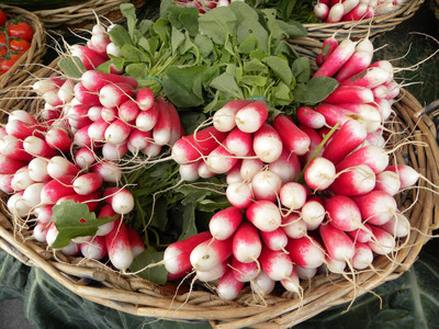 KNESSiN Radish FRENCH BREAKFAST Seed(500 per packet)