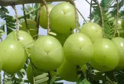 Chalisa Gooseberry, Amla Seed(49 per packet)