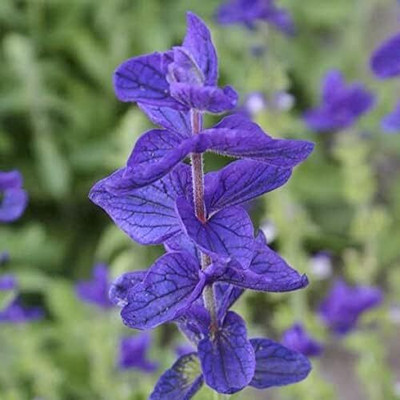 Qualtivate RES-4A Clary Sage Blue Monday Seed(100 per packet)