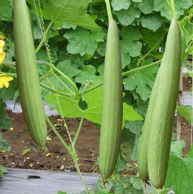 Quentova Sponge Gourd Long-RJ-7R Seed(75 per packet)