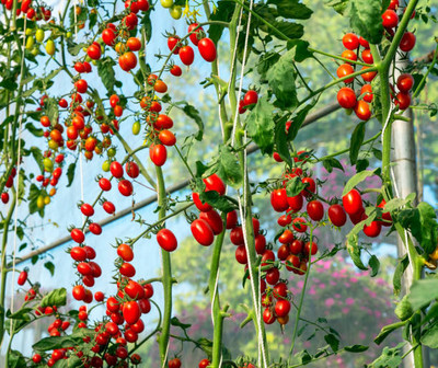 JimLax tomato Seed(120 per packet)