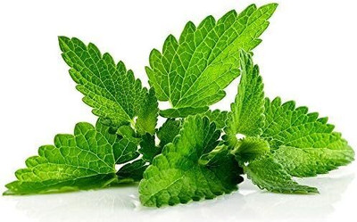 Qualtivate XXX-1A Mint Julep Herb Seeds Seed(200 per packet)