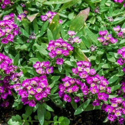 Aywal Alyssum Red Flower Seed(60 per packet)