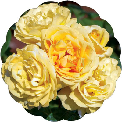 CYBEXIS LX-98 - Yellow Rose Easy to Grow - (100 Seeds) Seed(100 per packet)