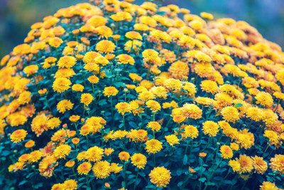 Fiat Powertrain Technologies marigold/gende ka phool flower seeds Seed(25 per packet)