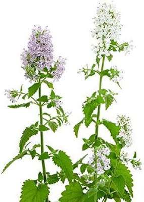 Qualtivate NDIR-111 Catnip Cat Mint Catwort Catswort Seed(1000 per packet)