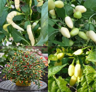 ibains Ghee chilli seeds beez 20 Seed(20 per packet)
