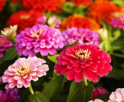 LiveNature Zinnia Double Mix Color Summer Flower Home Garden and Terrace Seed- 100 Seed(1 per packet)