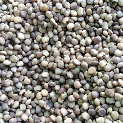 SUAA Cluster Beans (Gaur) Seed(500 per packet)