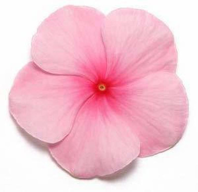 KANAYA Vinca Dwarf Mix Seed(48 per packet)