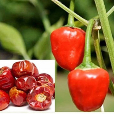 SeeGreen CW44 Bullet chilli seeds, chlli seeds pack of-154 Seed(154 per packet)