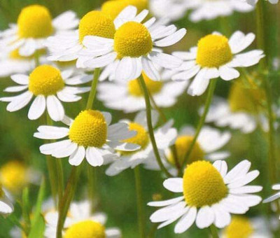CYBEXIS NBIR-59 - Roman Chamomile Herb - (250 Seeds) Seed(250 per packet)