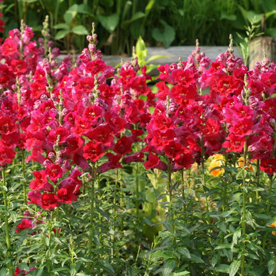 Biosnyg Snapdragon Flower Seeds - Sonnet Series F1-Crimson[100 Seeds] Seed(100 per packet)