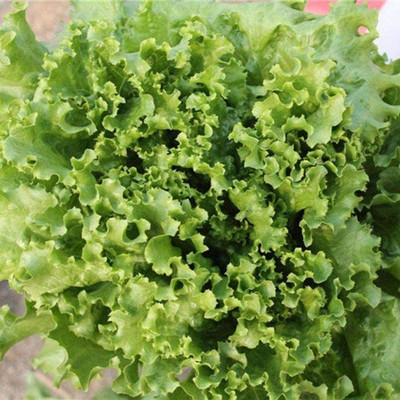 CYBEXIS Green Healthy Non-GMO Heirloom Lettuce Seeds1000 Seeds Seed(1000 per packet)