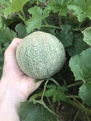 Aywal Sugar Cube Musk Melon Seed(600 per packet)