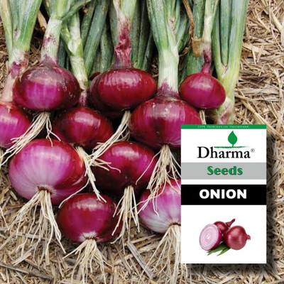 Dharma Onion, Pyaaj Seed(50 per packet)