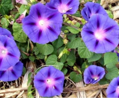 Quentova Ipomoea Purpurea - Grandpa Otts-HQL-8K Seed(100 per packet)