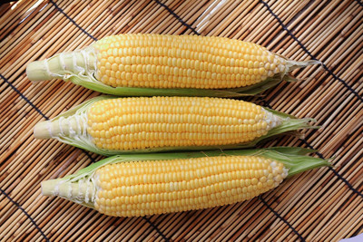 Qualtivate PUAS-6A Sugar Buns Hybrid Corn Seeds Seed(400 per packet)